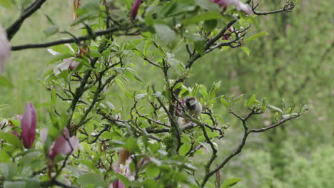 Pájaro-Sentado-En-Un-árbol-De-Magnolia-Bajo-La-Lluvia-Sacudiendo-Sus-Plumas-Secas-1