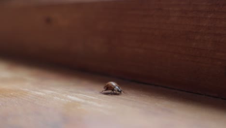 Ladybug-walking-on-dusty-wood-1