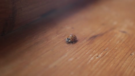 Ladybug-walking-on-dusty-wood