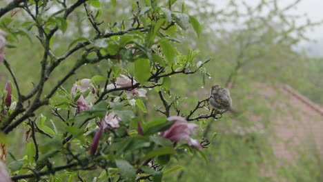 Vogel,-Der-Im-Regen-Auf-Einem-Magnolienbaum-Sitzt-Und-Seine-Federn-Trocken-Schüttelt