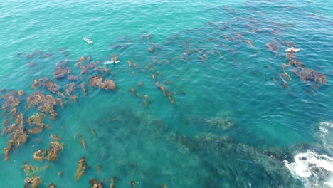 Aerial-View-of-Kayaks-and-People-in-Turquoise-Water-of-Pacific-Ocean-Kayaking-Between-Seaweed-and-Rocks,-Drone-Shot