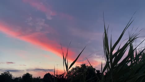 Low-angle-view-of-a-sunset-or-sunrise-through-pond-reeds-2