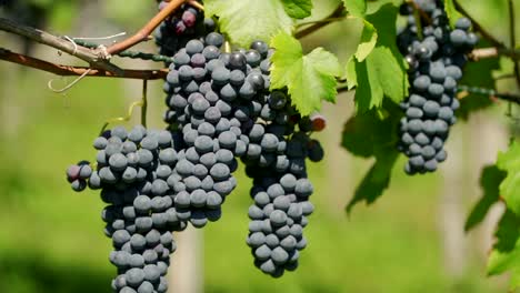 Close-up-of-vitis-vinifera-vine-in-tight-clumps-of-deep-purple-fruits,-pinot-noir-grapes-used-for-wine