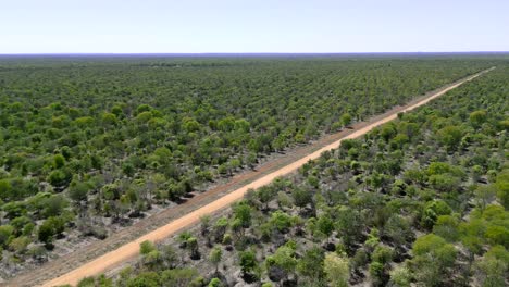 Drone-stots-of-a-dirt-road-on-sandalwood-farm-in-the-outback