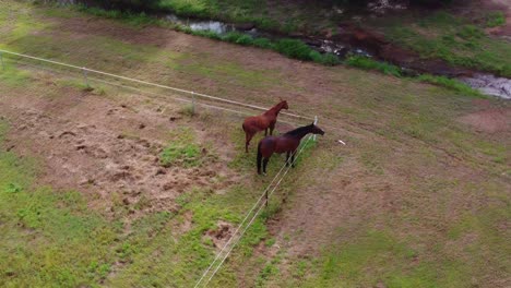 Drone-shot-of-two-brown-horses-standing-at-the-corner-of-a-paddock-overlooking-a-small-stream