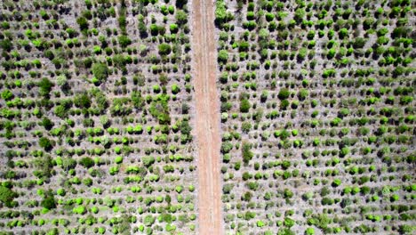Top-down-drone-shot-of-a-dirt-road-in-sandalwood-farm