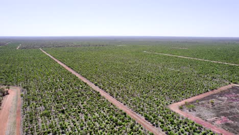 High-drone-flyover-of-sandalwood-orchard-in-our-back-Australia