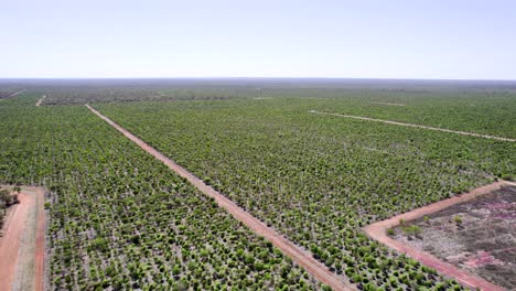 Hohe-Drohnenüberführung-Des-Sandelholz-Obstgartens-In-Unserem-Hinteren-Australien