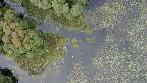 Aerial-view-from-above-of-a-lake-biotope-in-the-midst-of-blooming-autumn