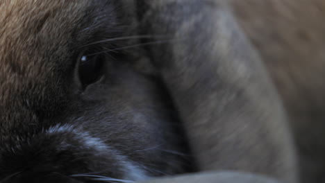 Rabbit,-Bunny-sniffing-and-wrinkling-his-nose-closeup