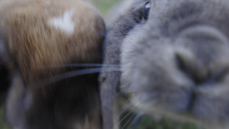 Kaninchen,-Hase-Schnüffeln-Und-Starren-In-Die-Kamera-1