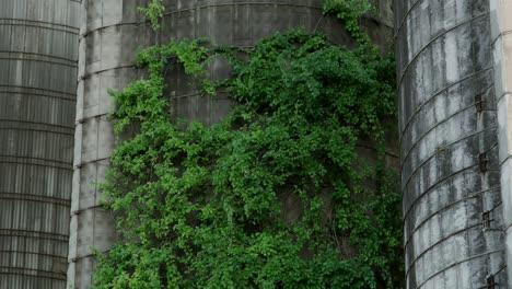 Growing-Creeping-Plants-In-Abandoned-Farm-Silos-In-Medford,-New-Jersey