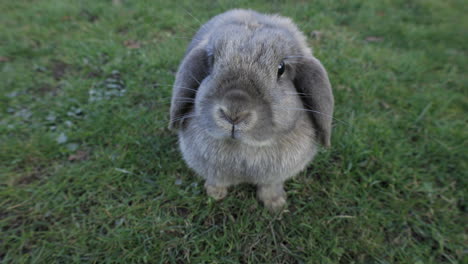 Rabbit,-Bunny-sniffing-and-starring-into-camera