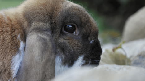 Rabbit,-Bunny-resting-and-wrinkling-his-nose-closeup