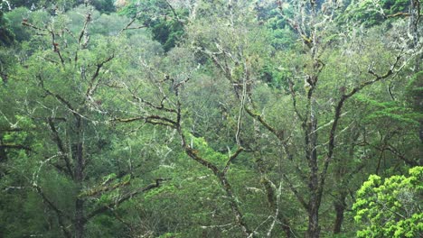 Lichen-and-Rainforest-Trees-Close-Up-Detail-of-Greenery-and-Lush-Green-Scenery-with-Tropical-Plants,-Flora-and-Flora-in-Rainforest-Canopy-in-Costa-Rica-Cloud-Forest-at-Savegre,-Central-America