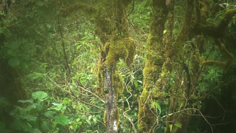 Male-Resplendent-Quetzal-in-Rainforest,-Flying-Leaing-its-Birds-Nest-in-a-Hole-in-a-Tree-Hollow,-Bright-Green-Tropical-Bird-and-WIldlife-in-Costa-Rica,-Central-America