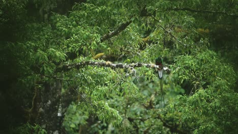 Resplendent-Quetzal-,-Tropical-Bird-in-Costa-Rica,-Amazing-Green-Brightly-Coloured-Bright-Bird-Flying-in-Rainforest-from-Perching-on-Branch-in-Tree,-Central-America