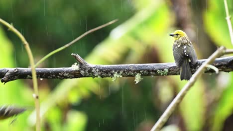 Zwei-Tropische-Vögel-In-Costa-Rica,-Baltimore-Oriel-,-Buntes-Vogelpaar-Im-Regenwald,-Auf-Einem-Ast-In-San-Gerardo-De-Dota,-Costa-Rica,-Mittelamerika