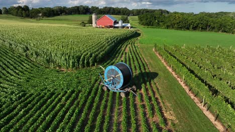 Water-irrigation-equipment-to-fend-off-drought-in-vineyard-beside-corn-field