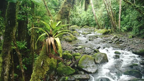 Bromeliad-Tropical-Plant-on-Tree-with-Rainforest-River-Scenery-in-Costa-Rica,-Beautiful-Nature-and-Jungle-Landscape,-Savegre,-San-Gerardo-De-Dota,-Central-America-1