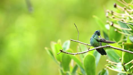 Costa-Rica-Hummingbird-Wildlife,-Lesser-Violtear-,-Colourful-Exotic-Tropical-Bird-in-Rainforest,-Perching-on-a-Branch,-Central-America