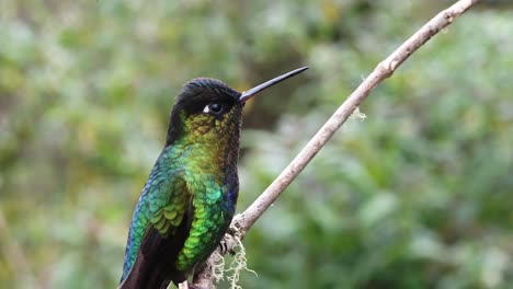 Costa-Rica-Hummingbird,-Fiery-Throated-Hummingbird-Bird-Close-Up-Portrait-Macro-Detail-of-Colourful-Feathers-and-Face,-Beautiful-Nature-and-Conservation-Background