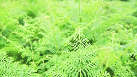 Green-Fern-Nature-Background-in-Spring-in-Richmond-Park,-London,-England,-UK