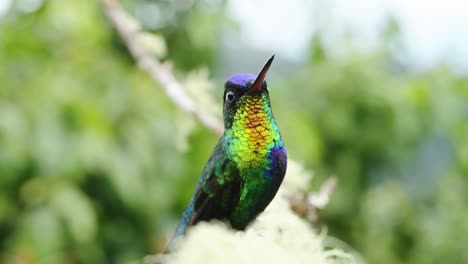 Costa-Rica-Feuriger-Kehlkolibri-Vogel-Nahaufnahme-Porträt-Von-Bunten-Schillernden-Federn-Und-Gesicht,-Wunderschöne-Wildtiere-Und-Naturhintergrundvideo