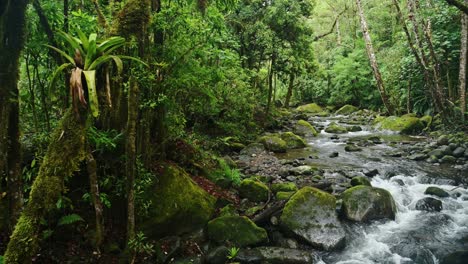 Bromelia-Planta-Tropical-En-árbol-Con-Paisaje-De-Río-De-Selva-Tropical-En-Costa-Rica,-Hermosa-Naturaleza-Y-Paisaje-De-Selva,-Savegre,-San-Gerardo-De-Dota,-América-Central