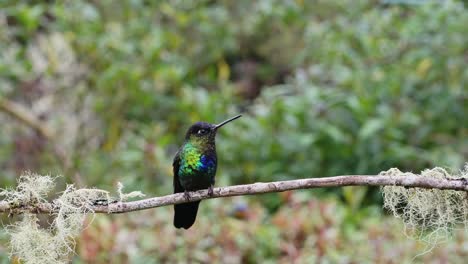 Costa-Rica-Fiery-Throated-Hummingbird-in-Rainforest,-Portrait-of-Active-Birds-Flying-Around-and-Perching-on-a-Branch-with-Colourful-Irisdescent-Feathers-Brighly-Coloured