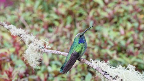 Costa-Rica-Hummingbird,-Lesser-Violetear-Hummingbird-Bird-in-Rainforest-Cloud-Forest