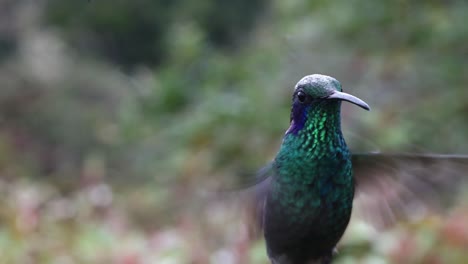 Costa-Rica-Volcano-Hummingbird-Flying-in-the-Air-and-Looking-at-Camera,-Colourful-Exotic-Birds-in-Flight,-Birdwatching-Wildlife-Holiday-Vacation-in-Central-America