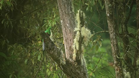 Resplendent-Quetzal-,-Tropical-Bird-and-Costa-Rica-Wildlife,-Amazing-Green-Brightly-Coloured-Bright-Bird-Flying-from-Rainforest-Tree-Scenery,-Central-America