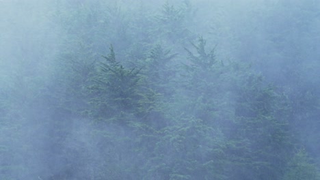 Heavy-Rain-in-Pine-Trees-Forest-Landscape-with-Misty-Foggy-Blue-Scenery,-Raining-in-Rainy-Season-in-a-Mysterious-Atmosphere-with-Mist,-Nature-Background-of-Wet-Weather-Climate-in-Costa-Rica