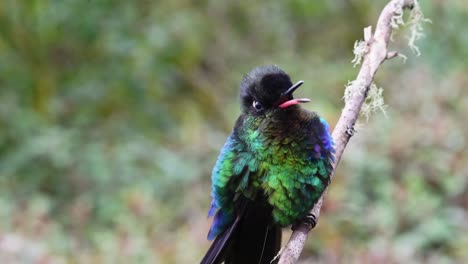 Costa-Rica-Fiery-Throated-Hummingbird-Chirping-Making-Noise-and-Showing-Territorial-Animal-Behaviour,-Close-Up-of-Iridesccent-Feathers-Sitting-on-Branch,-Amazing-Beautiful-Wildlife