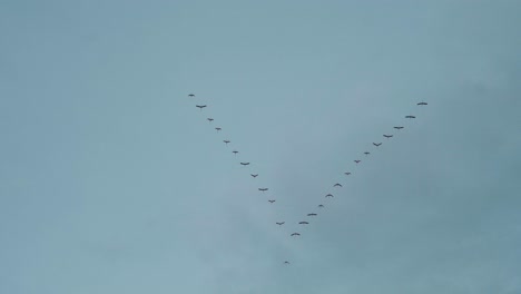 Viele-Vögel-Fliegen-Am-Himmel