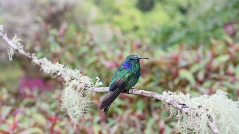 Costa-Rica-Lesser-Violetear-Hummingbird-,-Bird-Flying-Landing-on-Branch-and-Taking-Off-Close-Up-in-Rainforest-Cloud-Forest,-Beautiful-Colourful-Birdlife-and-Wildlife