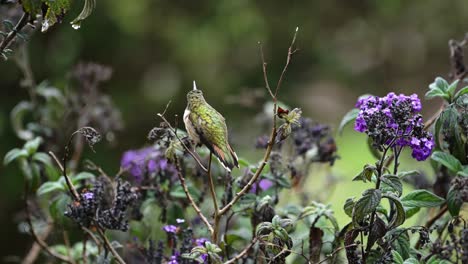 Colibrí-En-La-Vida-Silvestre-De-Costa-Rica,-Colibrí-Del-Volcán-Bajo-La-Lluvia-En-Una-Flor-En-La-Selva-Tropical,-Asombrosa-Naturaleza-Hermosa,-Costa-Rica,-América-Central