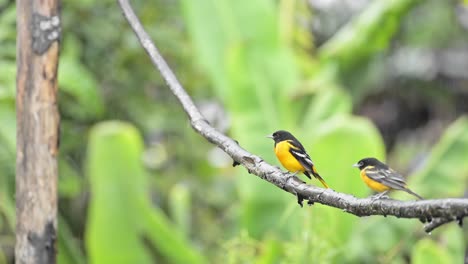 Pair-of-Two-Birds-in-Costa-Rica,-Baltimore-Oriel-,-Colourful-Tropical-Bird-Couple-in-Rainforest,-Perched-Perching-on-a-Branch-in-rain,-raining-at-San-Gerardo-de-Dota,-Central-America