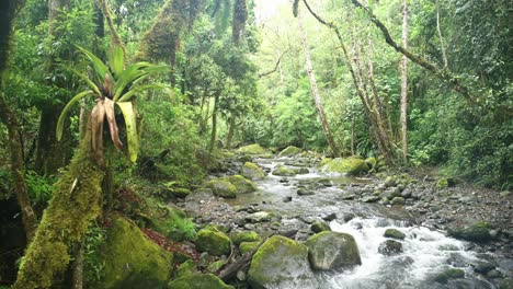 Bromeliad-Tropical-Plant-on-Tree-with-Rainforest-River-Scenery-in-Costa-Rica,-Beautiful-Nature-and-Jungle-Landscape,-Savegre,-San-Gerardo-De-Dota,-Central-America-2