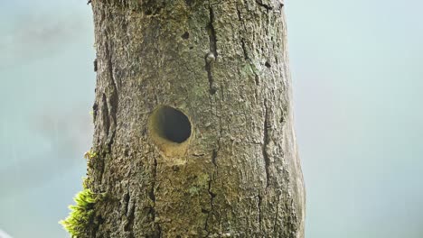 Costa-Rica-Colourful-Birds,-Emerald-Toucanet-,-a-Beautiful-Green-Exotic-Bird-Flying-Returning-to-its-Hollow-Tree-Hole-Birds-Nest-while-Raining-in-the-Rainforest