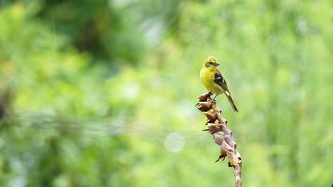 Costa-Rica-Wildlife-Bird-in-the-Rain,-Baltimore-Oriel-,-Raining-on-a-Colourful-Yellow-Exotic-Bird-in-Rainforest,-Perching-on-a-Branch-at-San-Gerardo-de-Dota,-Central-America