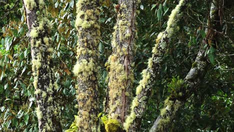 Lichen-and-Rainforest-Trees-Close-Up-Detail-of-Greenery-and-Lush-Green-Scenery-with-Tropical-Plants,-Flora-and-Flora-in-Rainforest-Canopy-in-Costa-Rica-Cloud-Forest-at-Savegre,-Central-America-1