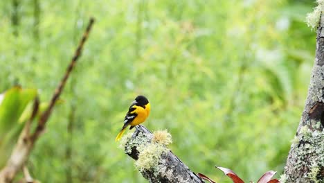 Tropical-Bird-in-Costa-Rica,-Baltimore-Oriel-,-Colourful-Yellow-Exotic-Bird-in-Rainforest,-Perched-Perching-on-a-Branch,-Costa-Rica-Wildlife-at-San-Gerardo-de-Dota,-Central-America