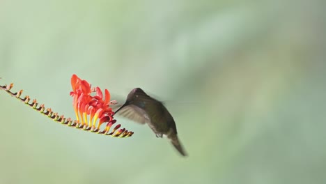 Talamanca-Hummingbird-Flying,-Feeding-and-Drinking-Nectar-from-Flowers,-Costa-Rica-Birds-in-Flight,-Beautiful-Amazing-Exotic-Tropical-Rainforest-Birdlife-and-Wildlife