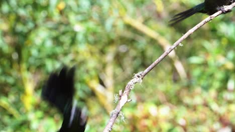 Costa-Rica-Fiery-Throated-Hummingbird-in-Rainforest,-Portrait-of-Active-Birds-Flying-Around-and-Perching-on-a-Branch-with-Colourful-Irisdescent-Feathers-Brighly-Coloured-1