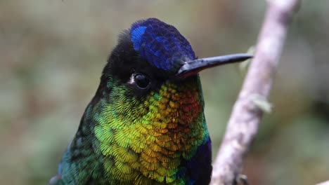 Costa-Rica-Feuriger-Kehlkolibri-Nahaufnahmeporträt-Des-Bunten-Vogelfliegens,-Der-Auf-Einem-Ast-Landet-Und-Abhebt,-Schöner-Klimawandelnatur--Und-Erhaltungshintergrund