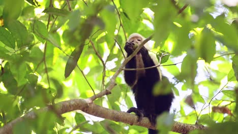 Mono-Araña-Centroamericano-Comiendo-Y-Alimentándose-De-Hojas-Y-Plantas-En-Un-árbol-En-La-Selva-Tropical,-Fauna-Y-Animales-De-Costa-Rica,-Parque-Nacional-Carara