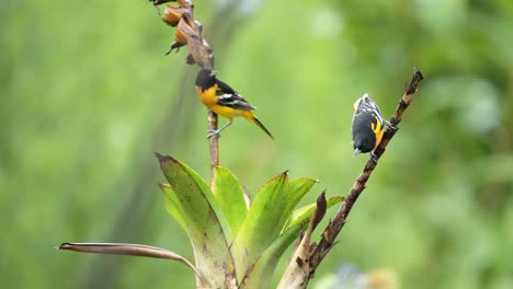 Pair-of-Two-Tropical-Birds-in-Costa-Rica,-Baltimore-Oriel-,-Colourful-Bird-Couple-in-Rainforest,-Perched-Perching-on-a-Branch-at-San-Gerardo-de-Dota,-Costa-Rica,-Central-America-1