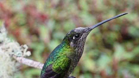 Costa-Rica-Talamanca-Kolibri-Nahaufnahme-Porträt-Eines-Fliegenden-Vogels,-Der-Auf-Einem-Ast-Landet-Und-Im-Regenwaldnebelwald,-Einer-Wunderschönen-Bunten-Vogelwelt-Und-Wild-Lebenden-Tieren-Abhebt